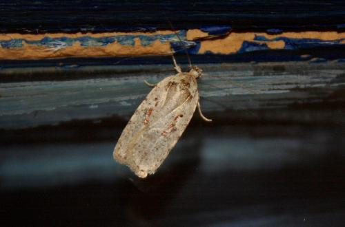 Réf. 220 972 : Agonopterix ocellana
